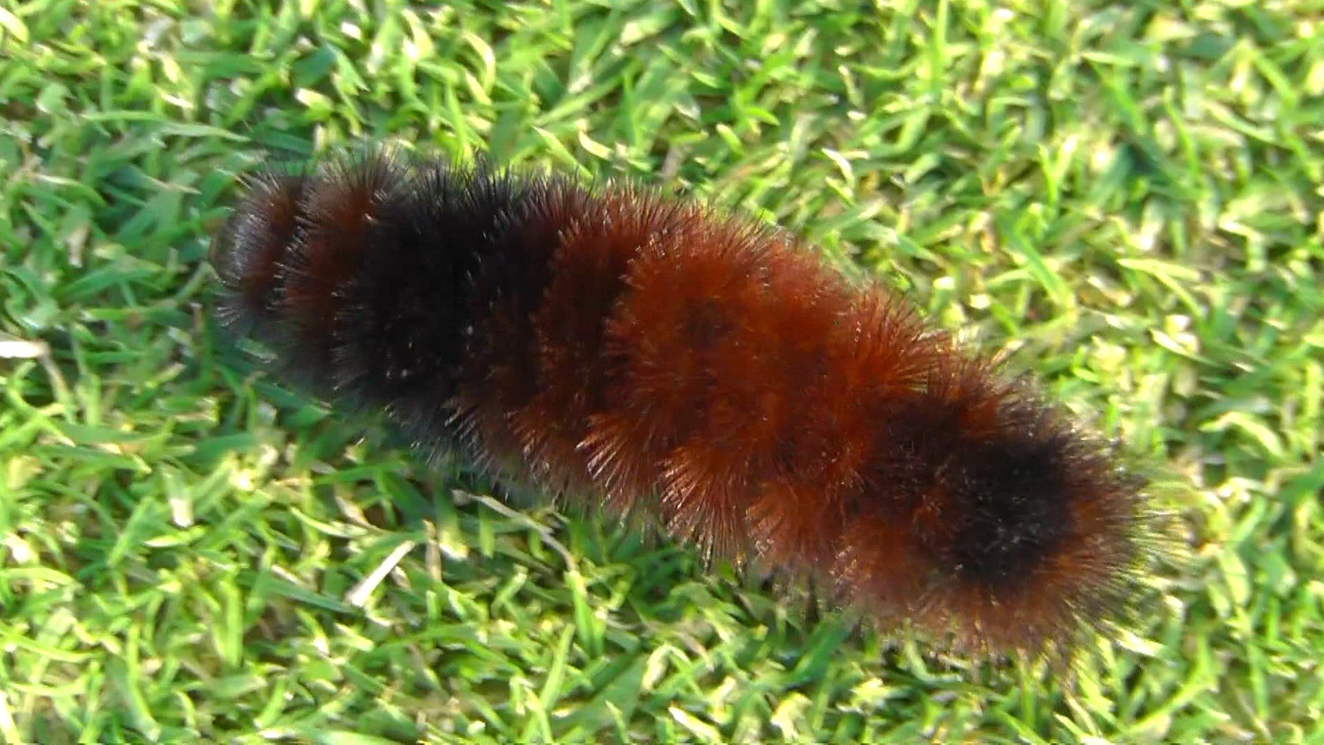 download wooly caterpillar winter download wooly caterpillar winter