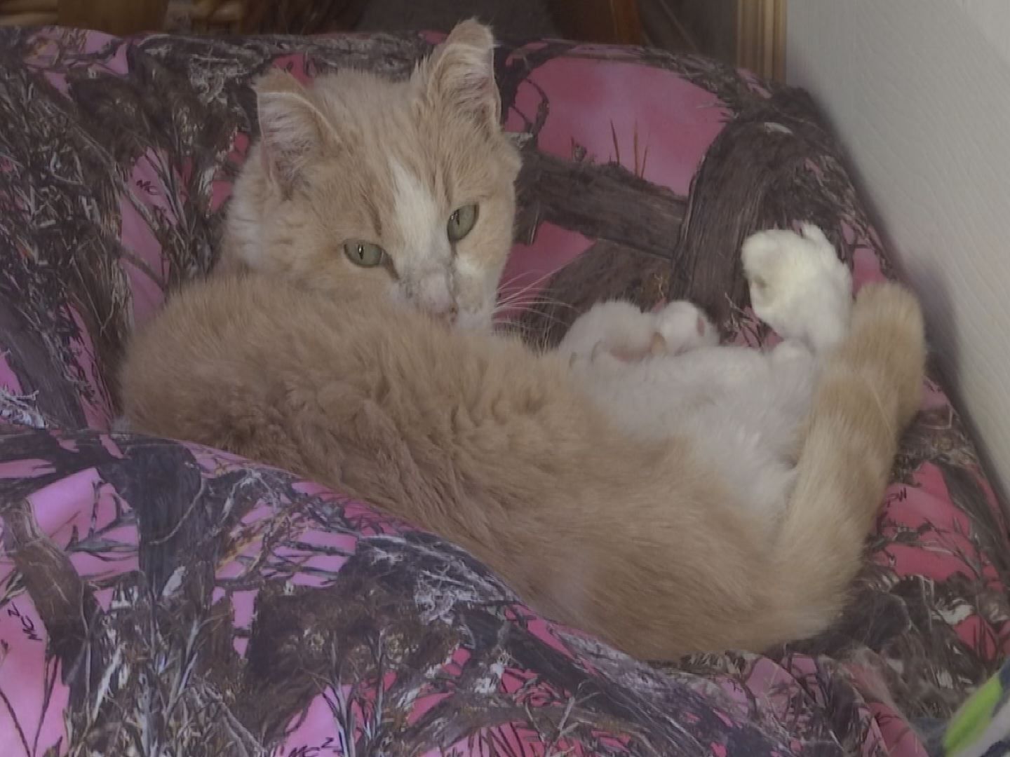 Pet heating pad burns though carpet at local home WPSD Local 6 Your