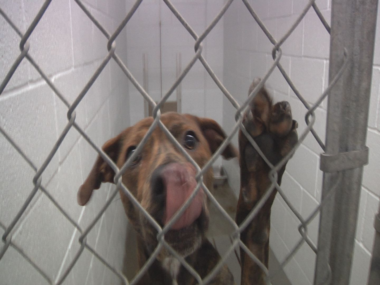 McCracken County Humane Society sees high ratings, fewer euthana WPSD